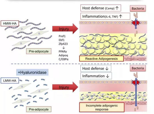 চর্বি পোড়ানোর জন্য লেবু বোতল লিপোলিটিক সলিউশন ইনজেকশন